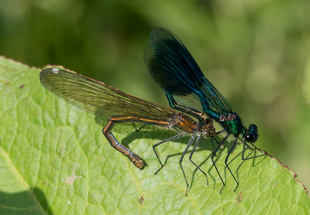 Calopteryx_splendens